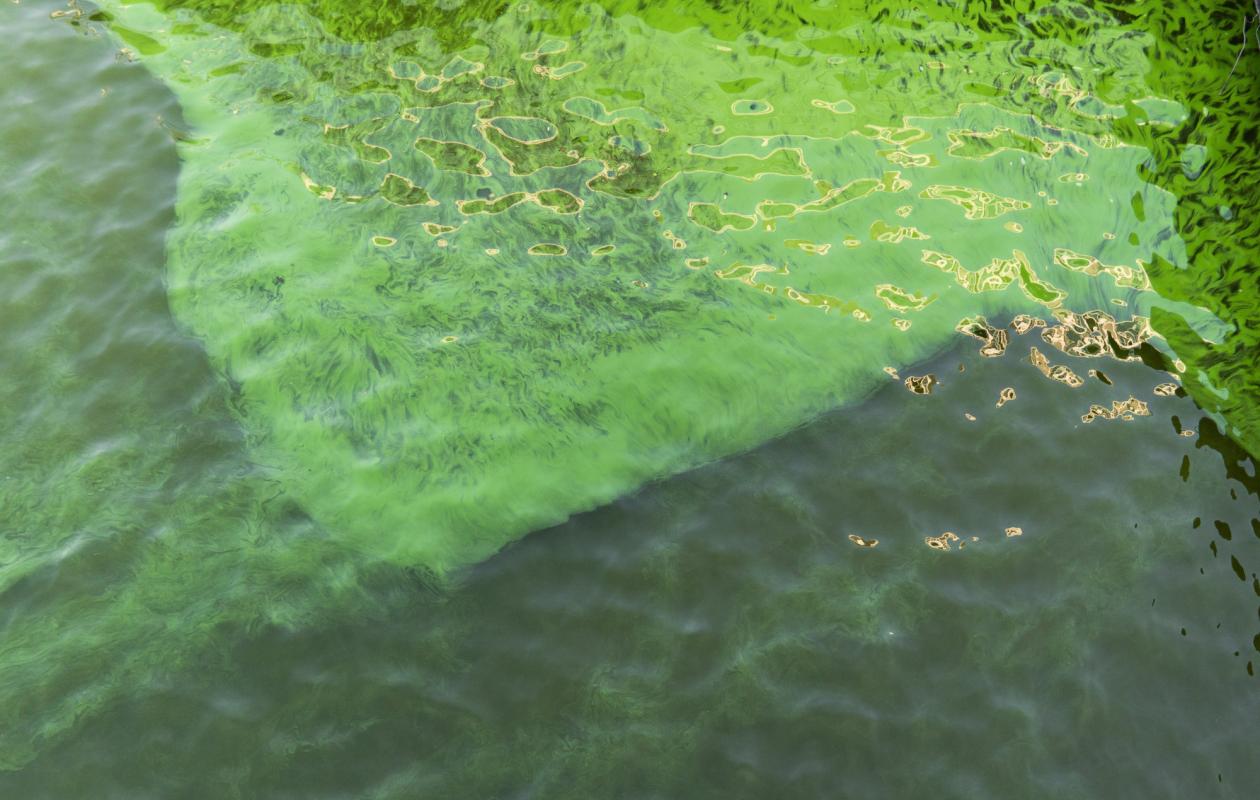Blooming green algae and eutrophication