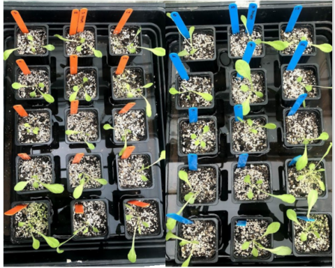 near-doubling of early growth of basil and watercress using nanobubble technology